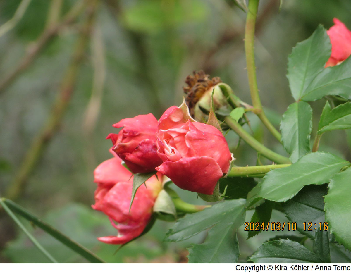 IMG_4094 C.jpg